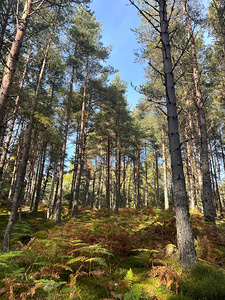 Autumnal Ferns and Pine Trees in the Scottish Highlands